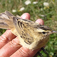 Sävsångare, Sundre 20080731